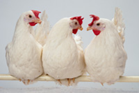 Salmonella and poultry