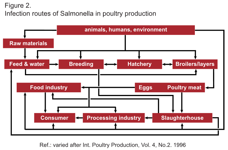 Infection routes of Salmonella in poultry production.