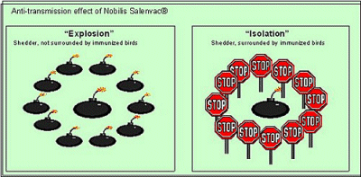 Infographic showing the Anti-transmission effect of Nobolis® Salenvac